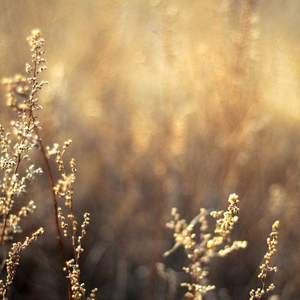 大鸡吧和日本小幼女日B
