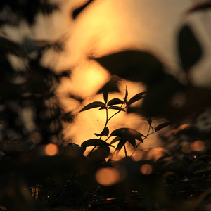 大鸡吧和日本小幼女日B
